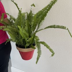 Boston Ferns Plants 