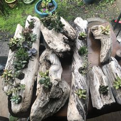 Driftwood Succulent Planter , Lot Of 9 