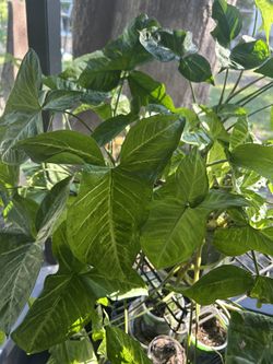 Beautiful philodendron for sale eight dollars excellent growth