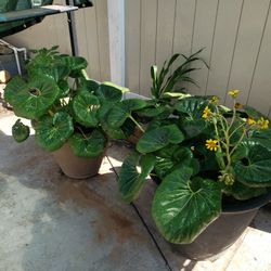 Exquisite perennial with large green leaves
