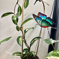 2 Butterfly For Plants 🪴 