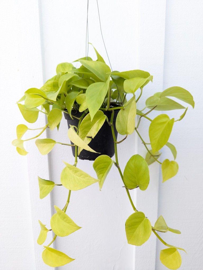 Neon Pothos Plant 6" Pot - Indoor House Plants
