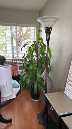 Dragon Tree Plant Moving Sale!