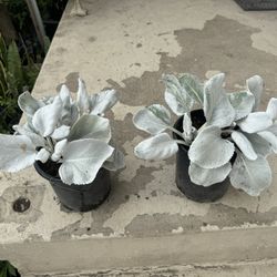 Angel Wings Sea Cabbage 20$ Each