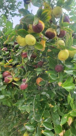 Jujubee fruit