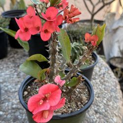 Pink Crown of Thorns Live Plant, Euphorbia Milii