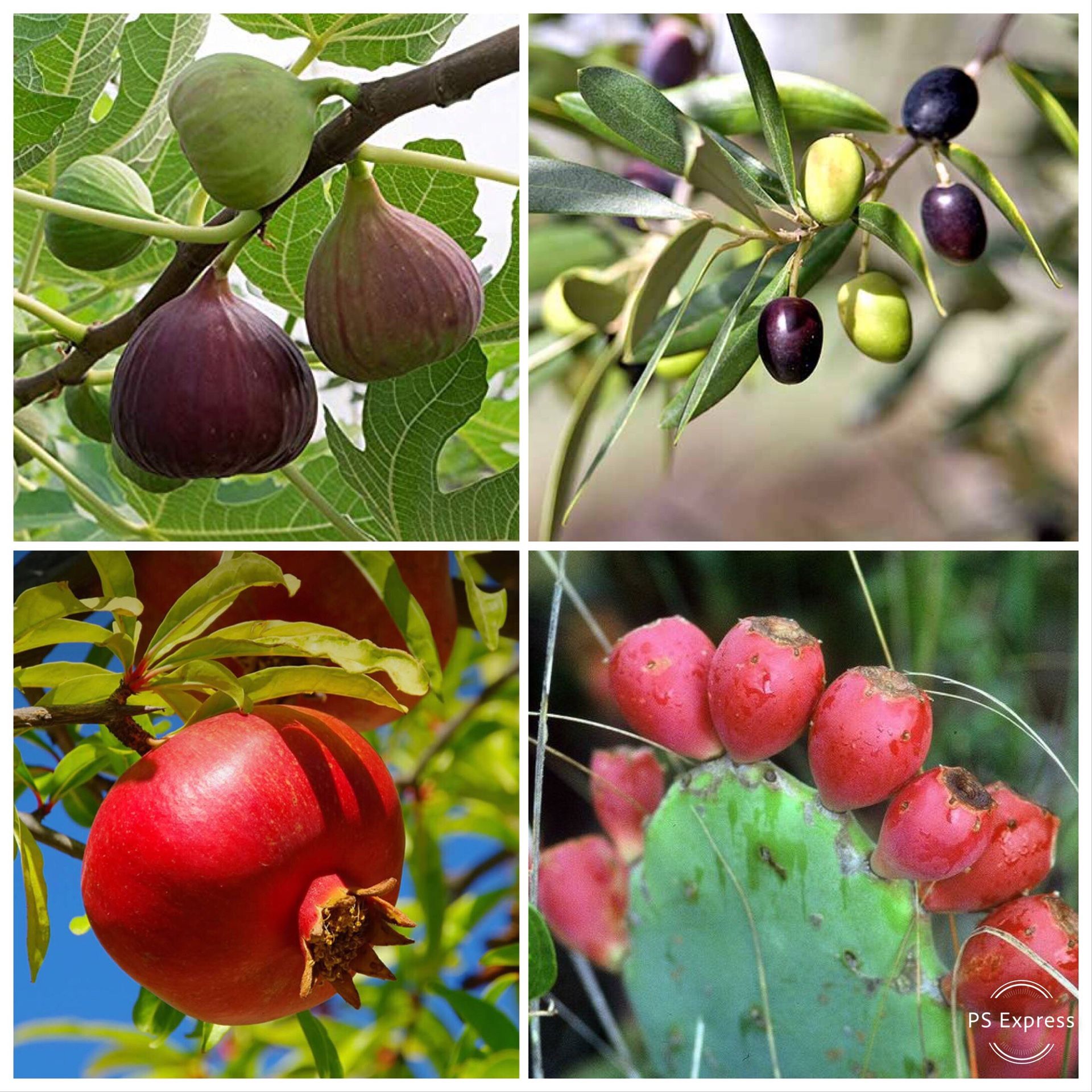 Wanted: These or any other fruits.
