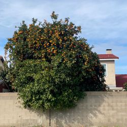 Fruit Harvesting Service 