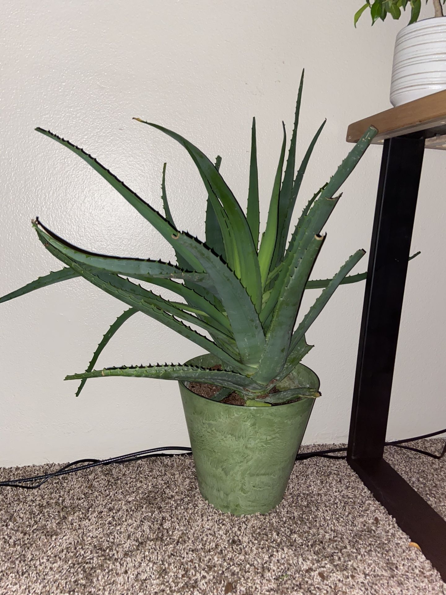 Huge Aloe Vera