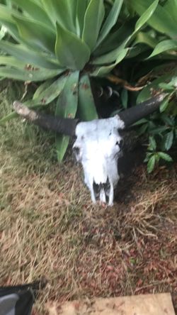 Hard To Get Real Bulls Skull With Horns