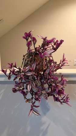 Purple Wandering Jew - Spiderwort plant