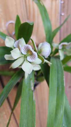 VERY FRAGRANT 1ft Encyclia fragrans orchid PROSTHECHEA FRAGRANS LIVE PLANT