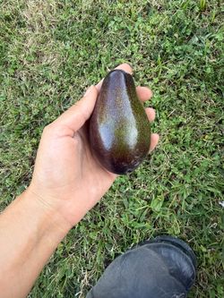 Avocados