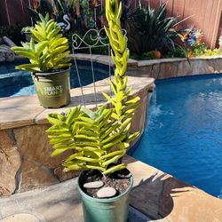crassula falcata "Propeller plant