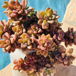 Beautiful Color And Shape Of Succulents 