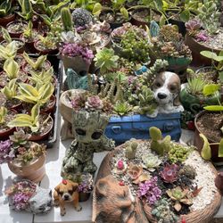 Arreglos De Suculentas y Cactus ❤️🔥🪴