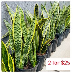 Plants (10”pot🌿Snake plants 2 for $25)