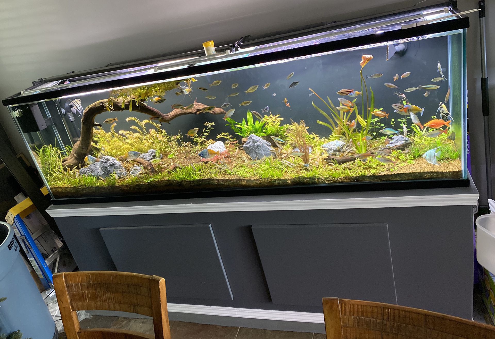 160 Gallon Aquarium/Fish Tank