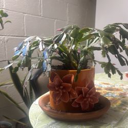 Pink Flower Christmas Cactus Plant