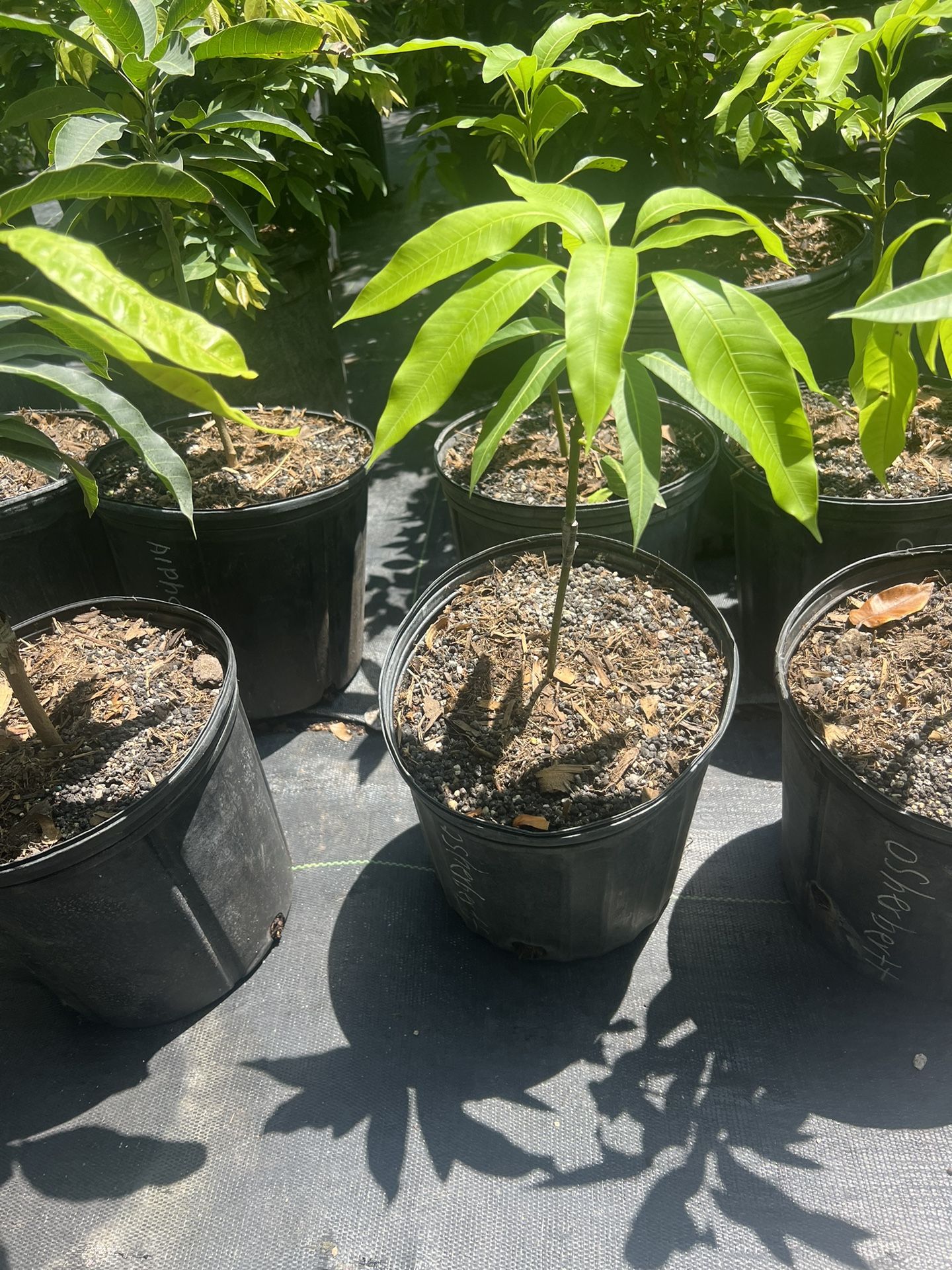 Orange Sherbet Mango Fruit Tree