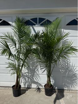 Palm tree indoor or outdoor 35$each