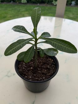 White Crown of Thorns ‘White Euphorbia Milii’ / Madagascar Palm Tree (Out/In Door Life Plant)