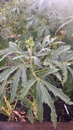 Organic okra plant