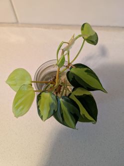 Brazil philodendron clippings