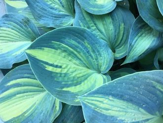 POTTED HOSTA PLANTS
