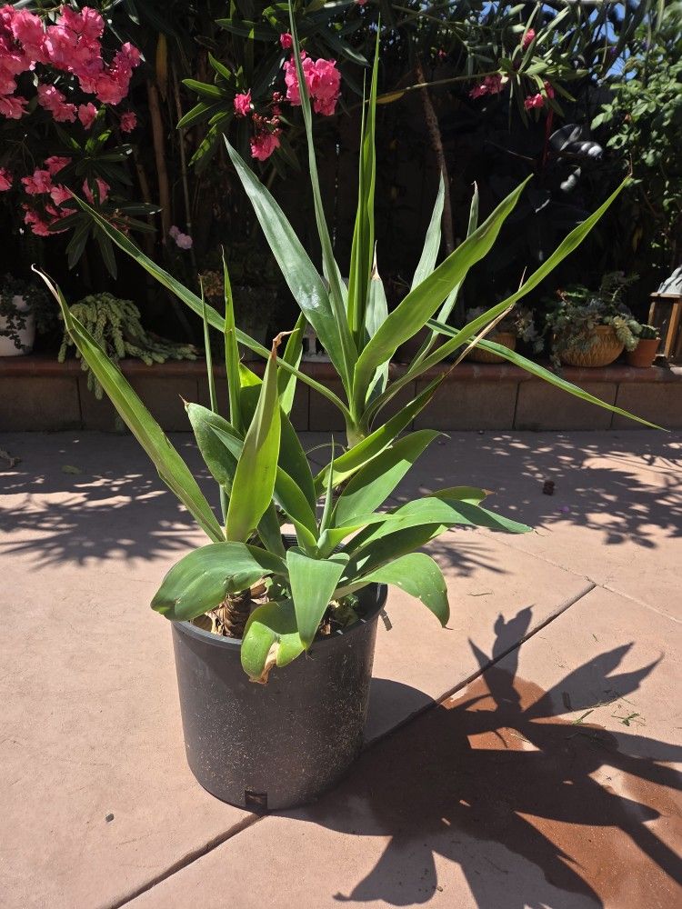 Palma Yucca