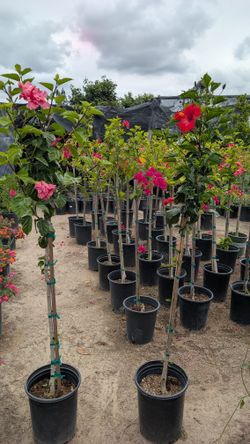 Hibiscus Tree 🌺