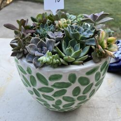 Succulent arrangement