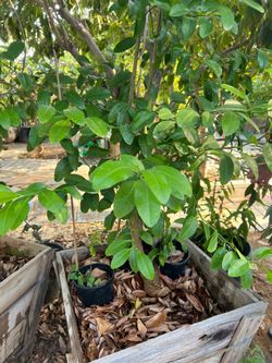 Kumquat tree