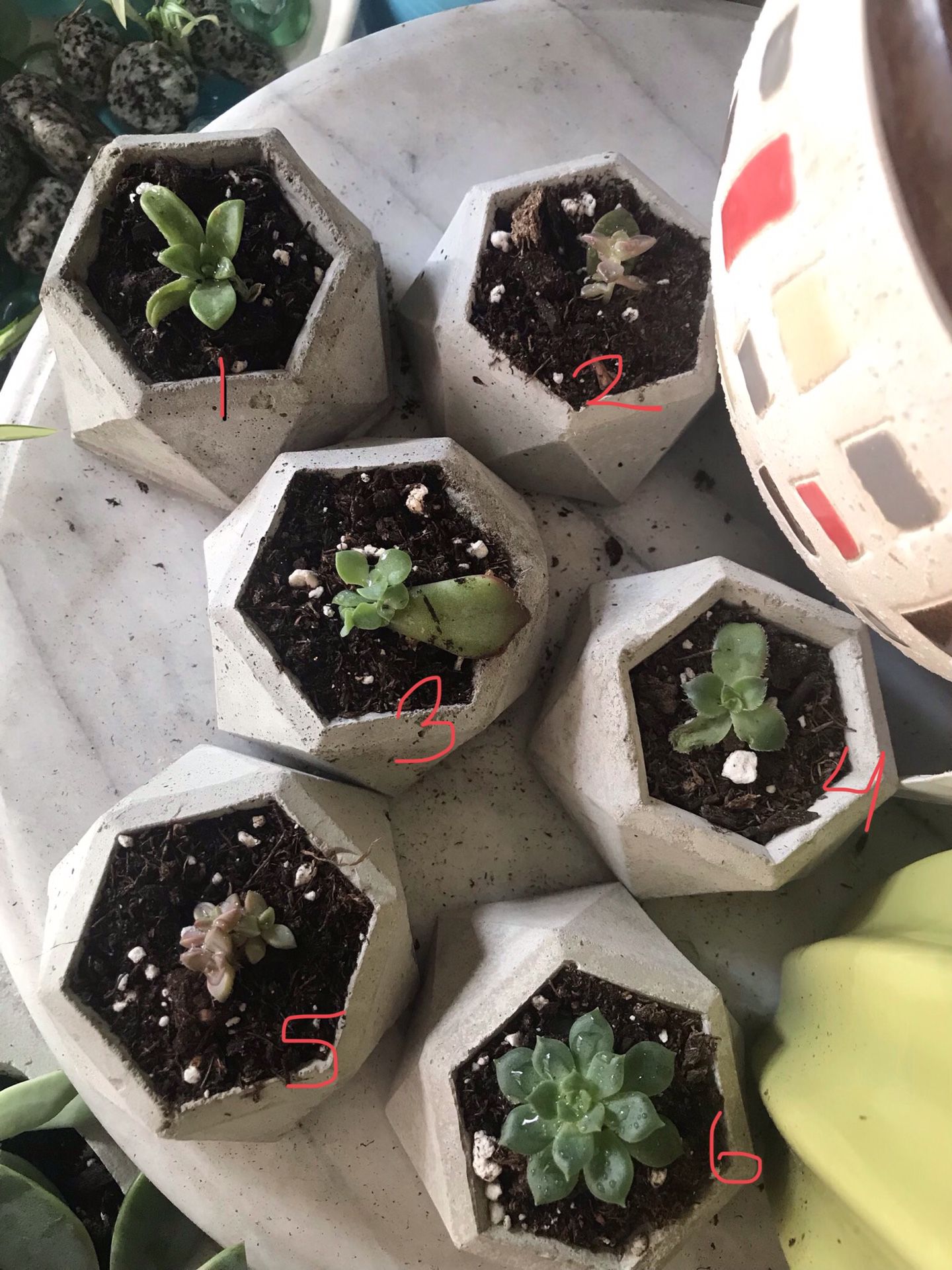 Succulent Indoor Plants in Homemade Concrete Pots