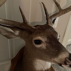 Dear Head