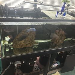 Fish Tank