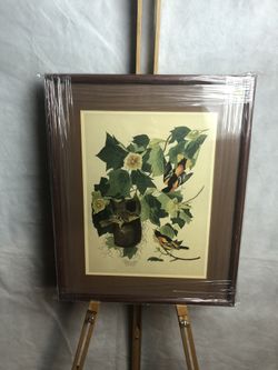 Floral Print Icterus Baltimore, Framed, Matted Ready To Hang, Medium Size
