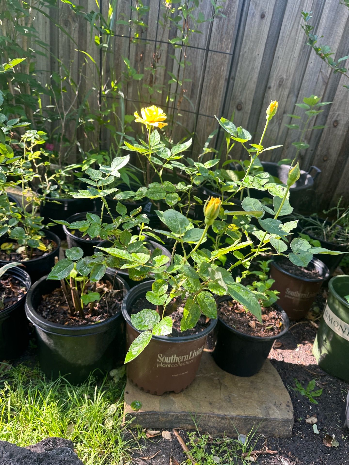 planta de rosal