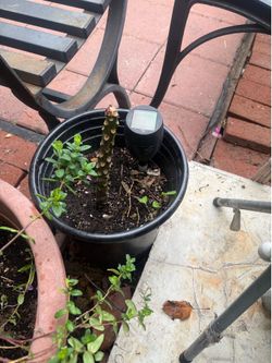 Garden plants with pots