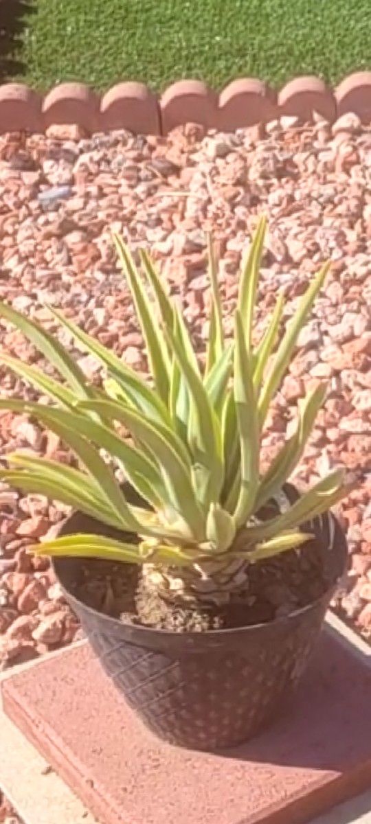 Outdoor Plant