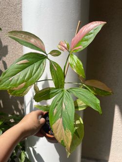 Pink splash Syngonium plant
