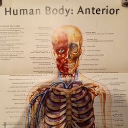 Human Body Anterior, Posterior 