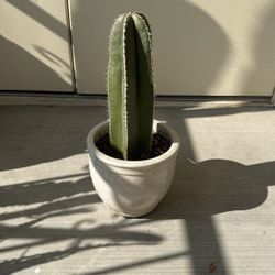 Mexican Fence Post Cactus