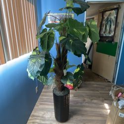 Plant For Decoration 