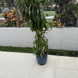 differnbachia plants (tall) in Planters