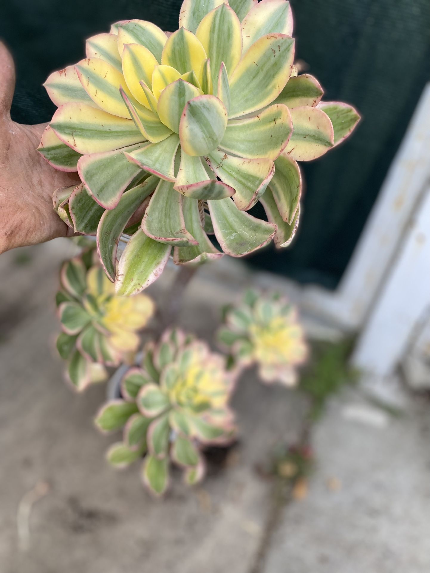 Sun Burst Succulent Plant In 6 Inch Ceramic Pot Pick Up Only