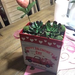 Succulent In A Valentones Gift Box ❤️❤️