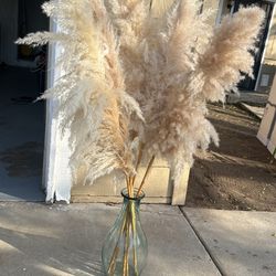 Real Pampas Grass