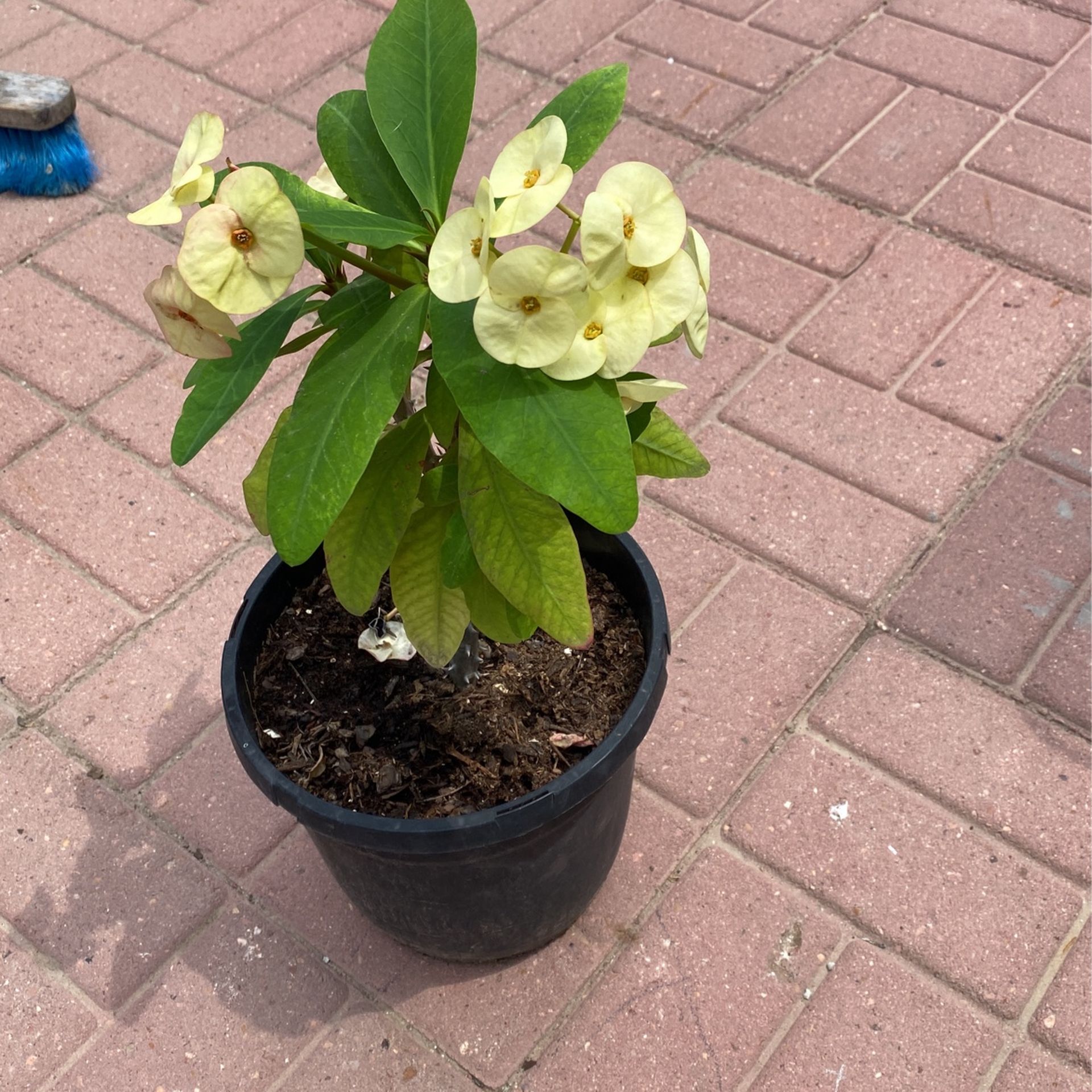 Corona De Cristo $30.00