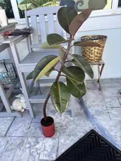 Burgundy rubber tree plant ficus $18
